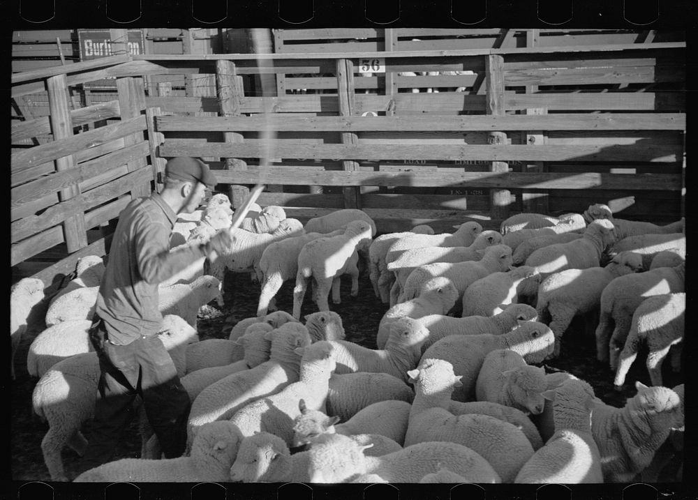 [Untitled photo, possibly related to: Loading sheep into stockcars, Denver, Colorado]. Sourced from the Library of Congress.