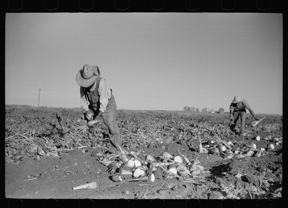 Topping sugar beets, Adams County, Colorado. Sourced from the Library of Congress.