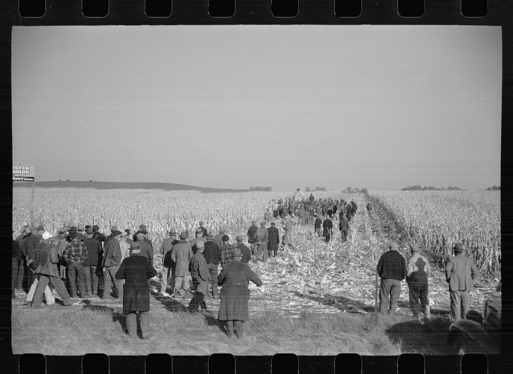 Mechanical cornhusking contest, Hardin County, Iowa. Sourced from the Library of Congress.