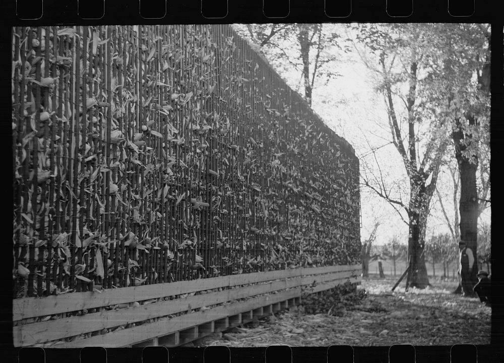 [Untitled photo, possibly related to: Corn crib, Grundy County, Iowa]