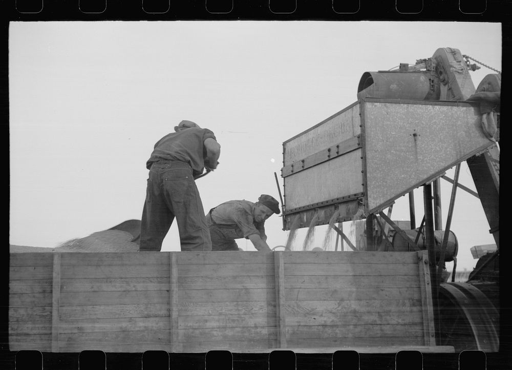 Emptying soy bean seeds from combine harvester, Grundy County, Iowa. Sourced from the Library of Congress.