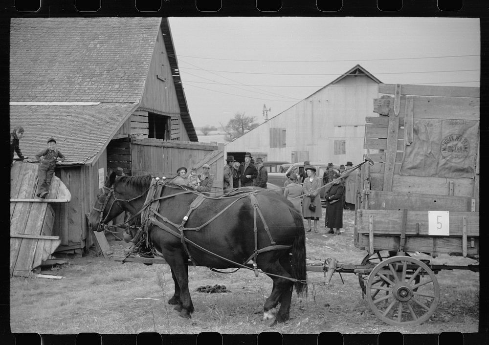 [Untitled photo, possibly related to: Farmers wait for the cornhusking contest to start, Marshall County, Iowa]. Sourced…