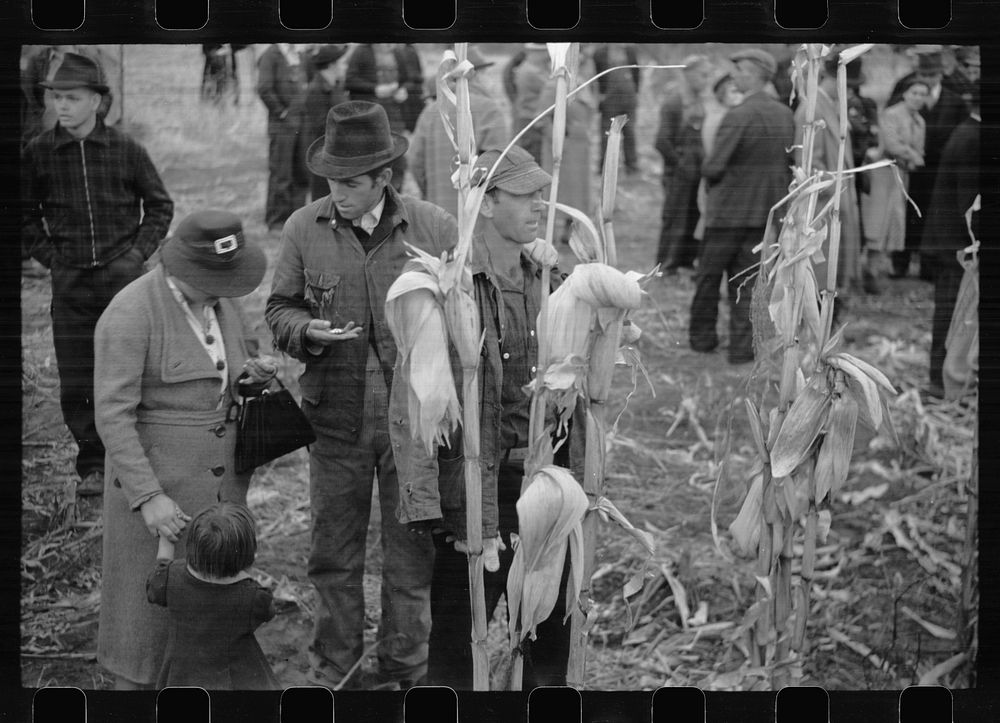 Contestant waits for starting gun as his wife and child look on, cornhusking contest, Marshall County, Iowa. Sourced from…