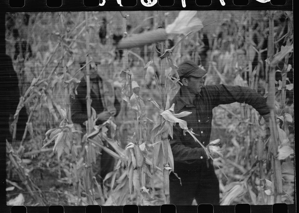 [Untitled photo, possibly related to: Contestant waits for starting gun as his wife and child look on, cornhusking contest…