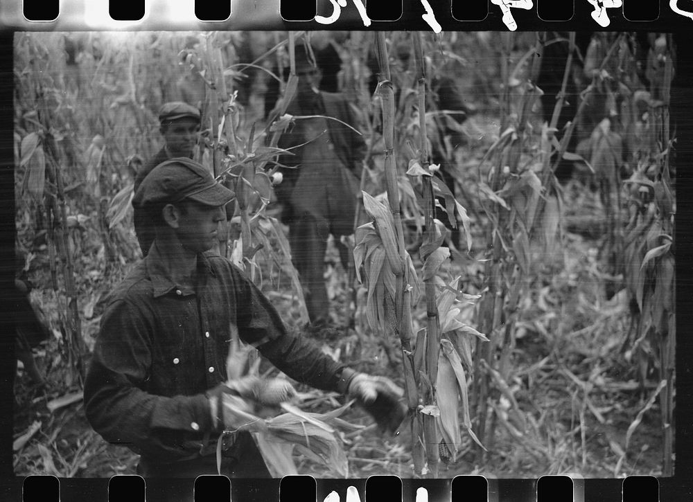 [Untitled photo, possibly related to: Contestant waits for starting gun as his wife and child look on, cornhusking contest…