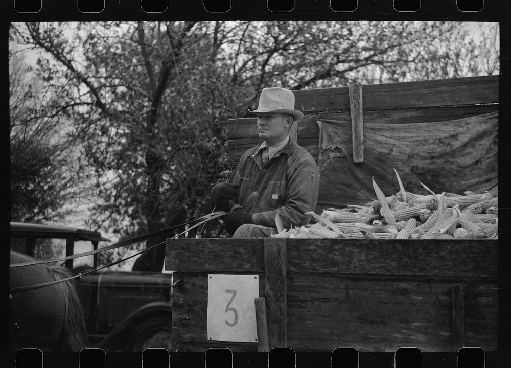 [Untitled photo, possibly related to: Gleaners of wagon load being taken to scales, cornhusking contest, Marshall County…