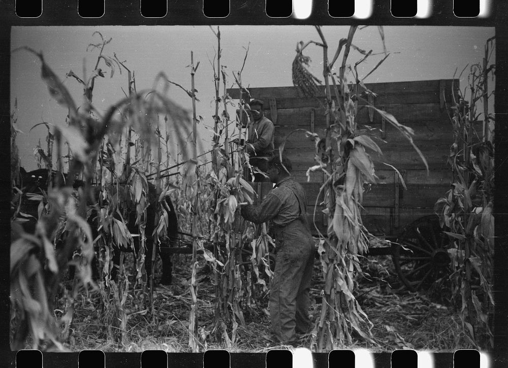 [Untitled photo, possibly related to: Wagon with extra-high bangboard used in cornhusking contest, Marshall County, Iowa].…