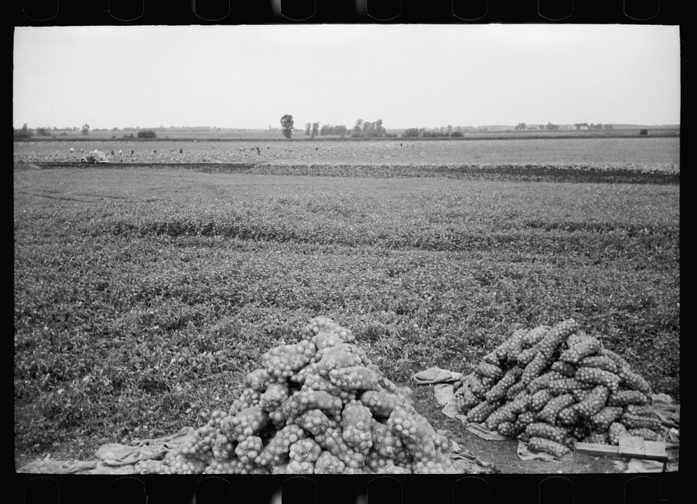 Onion field, Rice County, Minnesota. Sourced from the Library of Congress.