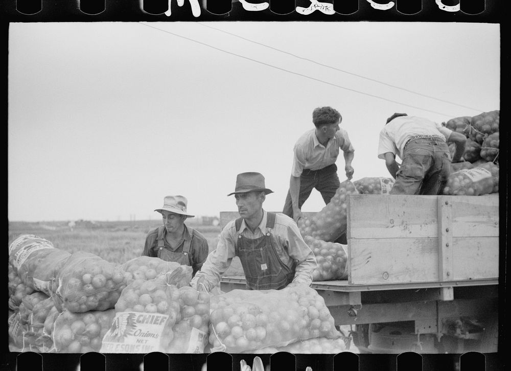 Loading bags of onions, Rice County, Minnesota. Sourced from the Library of Congress.