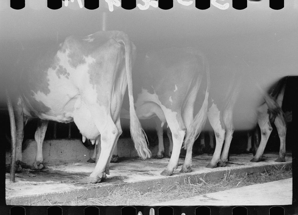 [Untitled photo, possibly related to: Guernsey milk cow in stall, dairy farm, Dakota County, Minnesota]. Sourced from the…