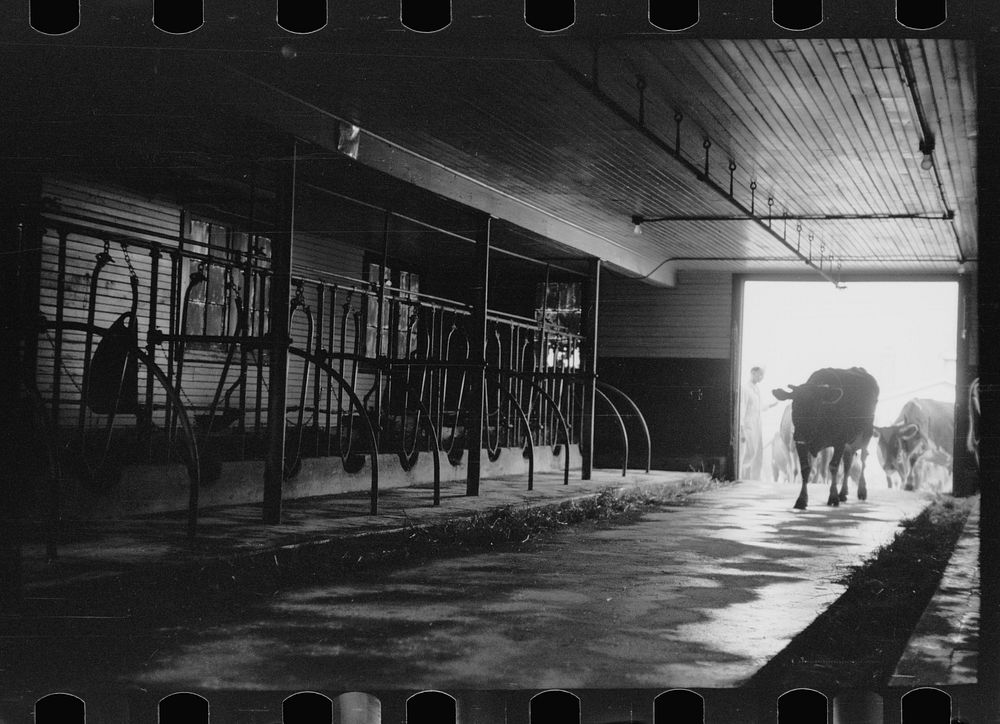 [Untitled photo, possibly related to: Cows outside barn ready for milking, Dakota County, Minnesota]. Sourced from the…