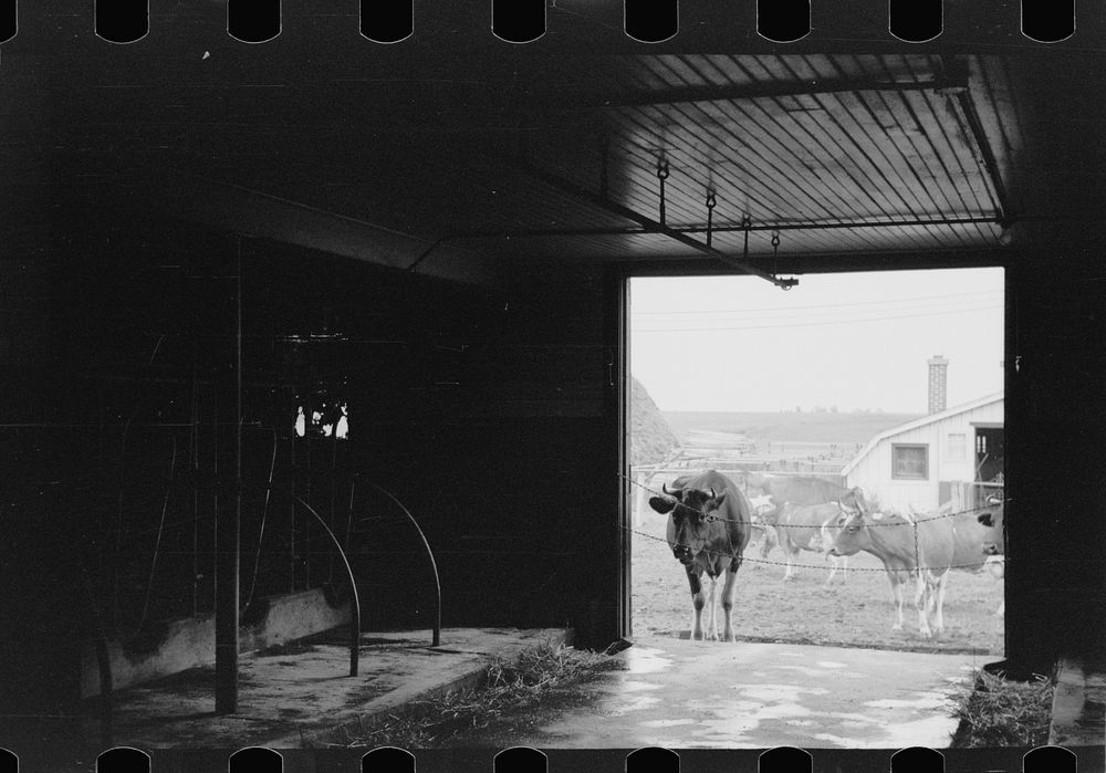 Cows outside barn ready for milking, Dakota County, Minnesota. Sourced from the Library of Congress.