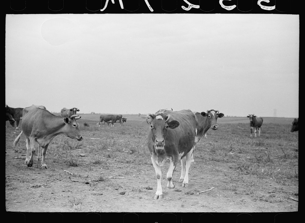Guernsey cows, dairy farm, Dakota County, Minnesota. Sourced from the Library of Congress.