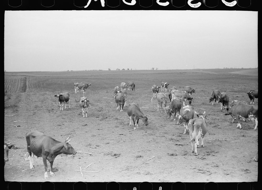 [Untitled photo, possibly related to: Guernsey cows, dairy farm, Dakota County, Minnesota]. Sourced from the Library of…