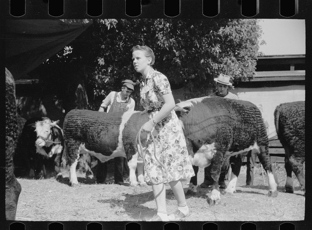 [Untitled photo, possibly related to: 4-H Club girl with calf, Central Iowa 4-H Club fair, Marshalltown, Iowa]. Sourced from…