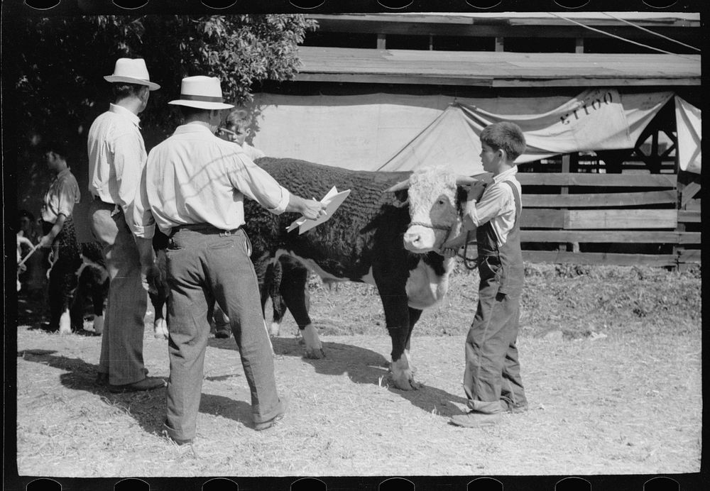 Judges examine a 4-H Club calf, Central Iowa 4-H Club fair, Marshalltown, Iowa. Sourced from the Library of Congress.