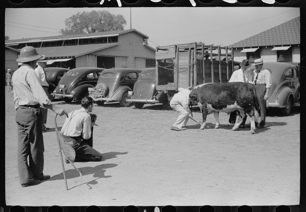 Photographing the grand champion bull, Central Iowa 4-H Club fair, Marshalltown, Iowa. Sourced from the Library of Congress.