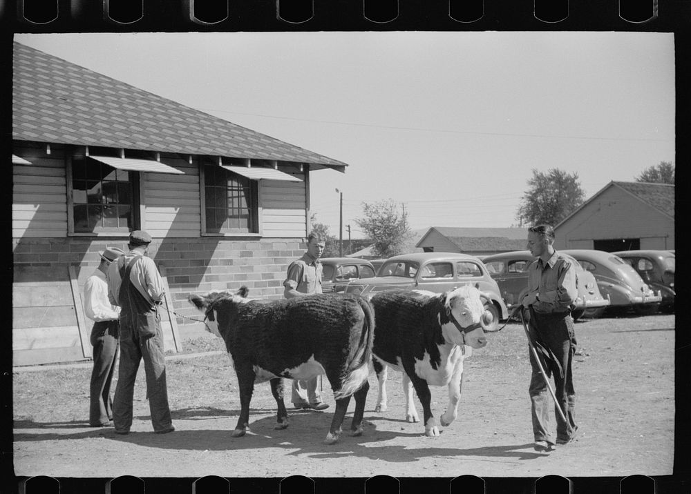Farm boys with cow for livestock exhibit, Central Iowa 4-H Club fair, Marshalltown, Iowa. Sourced from the Library of…