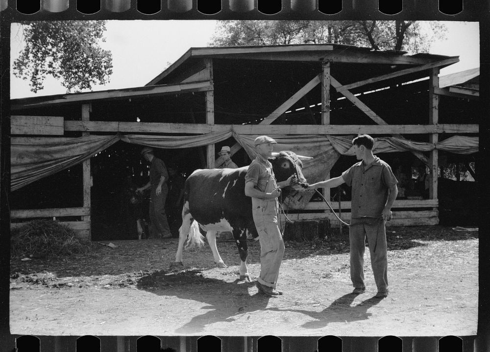 [Untitled photo, possibly related to: Farm boys with cow for livestock exhibit, Central Iowa 4-H Club fair, Marshalltown…