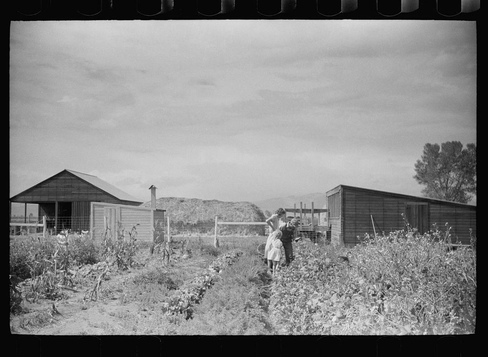 [Untitled photo, possibly related to: Howard Crowder displays some of the vegetables produced in his garden on San Luis…