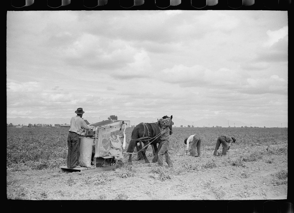 Potato picking crew, Rio Grande County, Colorado. Sourced from the Library of Congress.