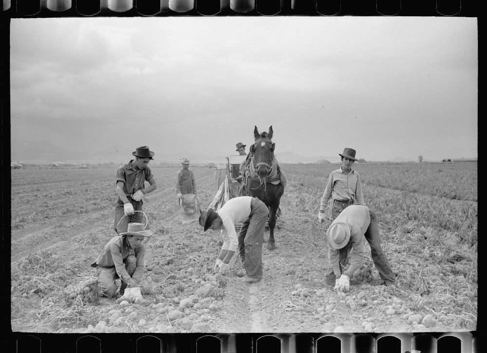 Potato pickers, Rio Grande County, Colorado. Sourced from the Library of Congress.