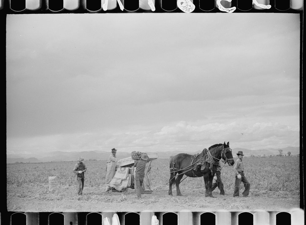 [Untitled photo, possibly related to: Potato pickers, Rio Grande County, Colorado]. Sourced from the Library of Congress.