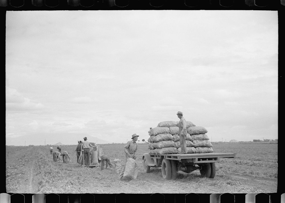 [Untitled photo, possibly related to: Farmer on load of potatoes, Rio Grande County, Colorado]. Sourced from the Library of…