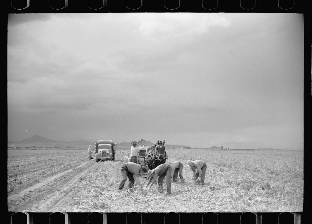 Picking potatoes in San Luis Valley, Rio Grande County, Colorado. Sourced from the Library of Congress.