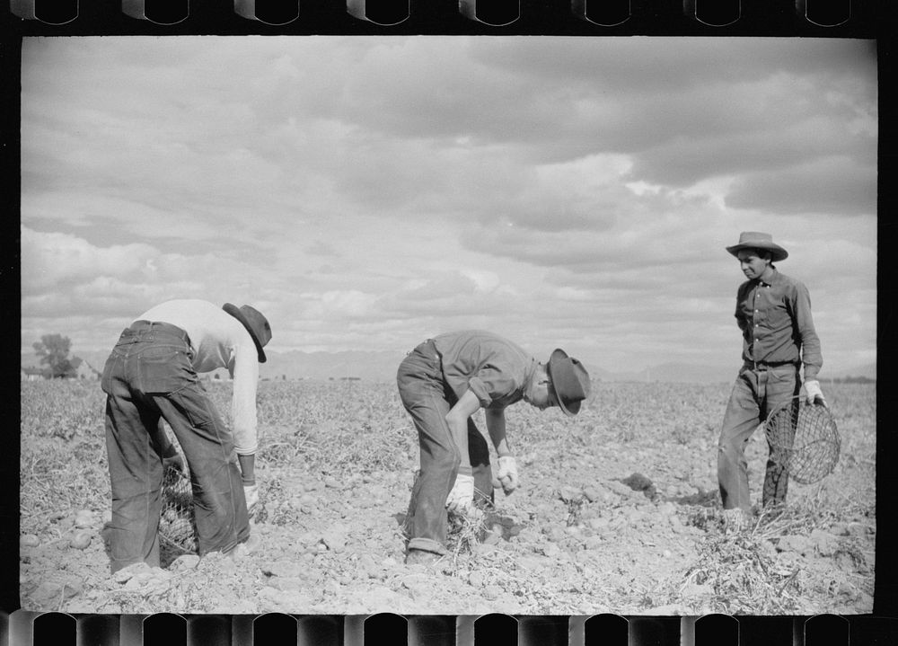 [Untitled photo, possibly related to: Picking potatoes in San Luis Valley, Rio Grande County, Colorado]. Sourced from the…