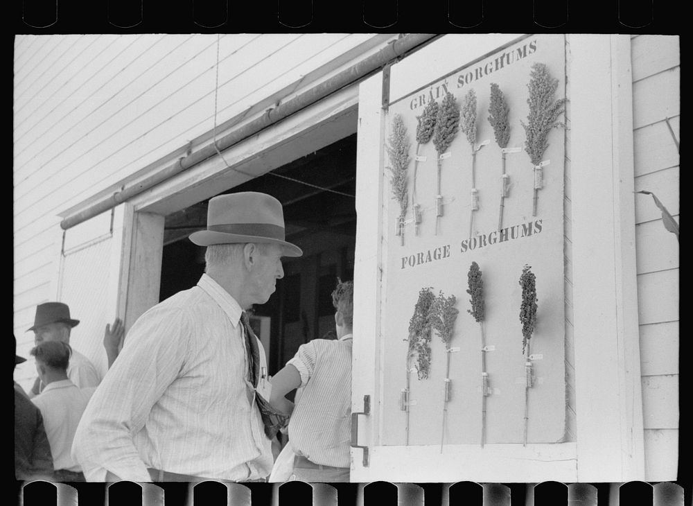 Akron (vicinity), Colorado, U.S. Dry Land Experiment Station. Farmer looking at sorghum exhibit. Sourced from the Library of…