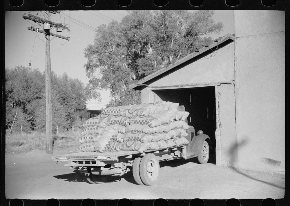 A truckload of potatoes entering the growers' cooperative warehouse, Monte Vista, Colorado. Sourced from the Library of…