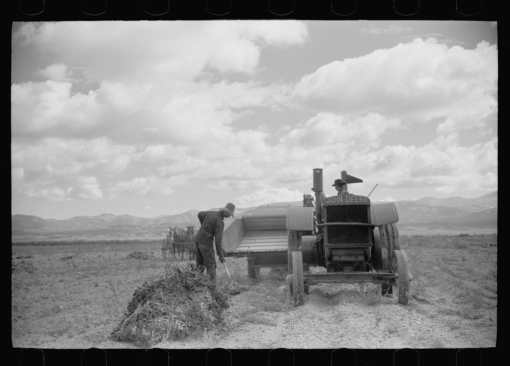 [Untitled photo, possibly related to: Apolinar Rael, rehabiliation client, harvesting beans, Costilla County, Colorado, near…