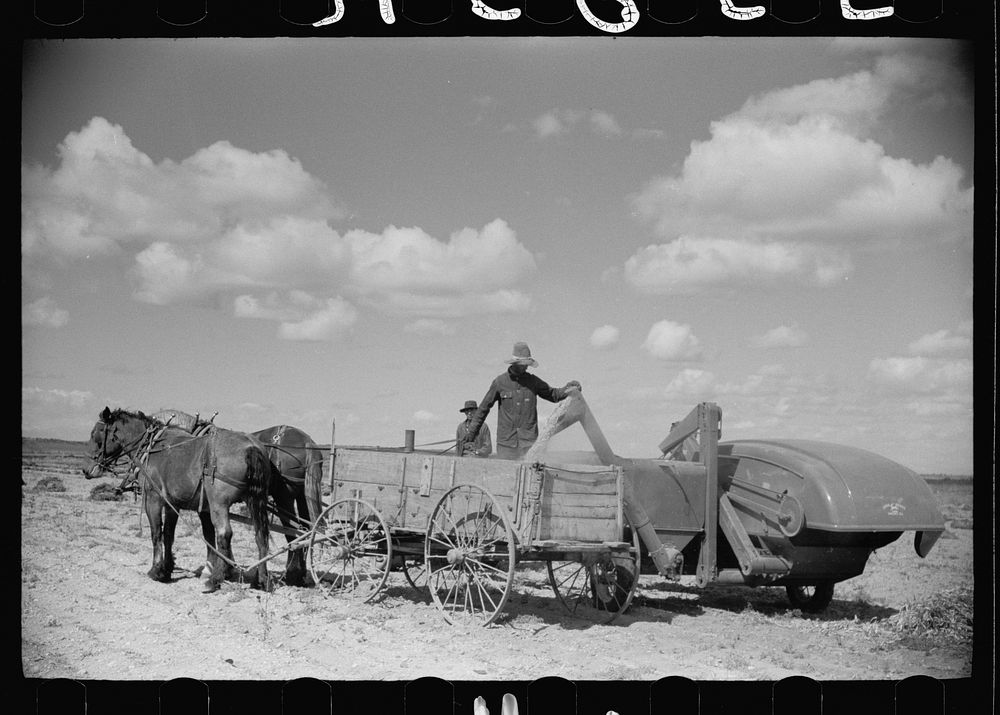 Apolinar Rael, rehabiliation client, harvesting beans, Costilla County, Colorado, near Fort Garland. Sourced from the…