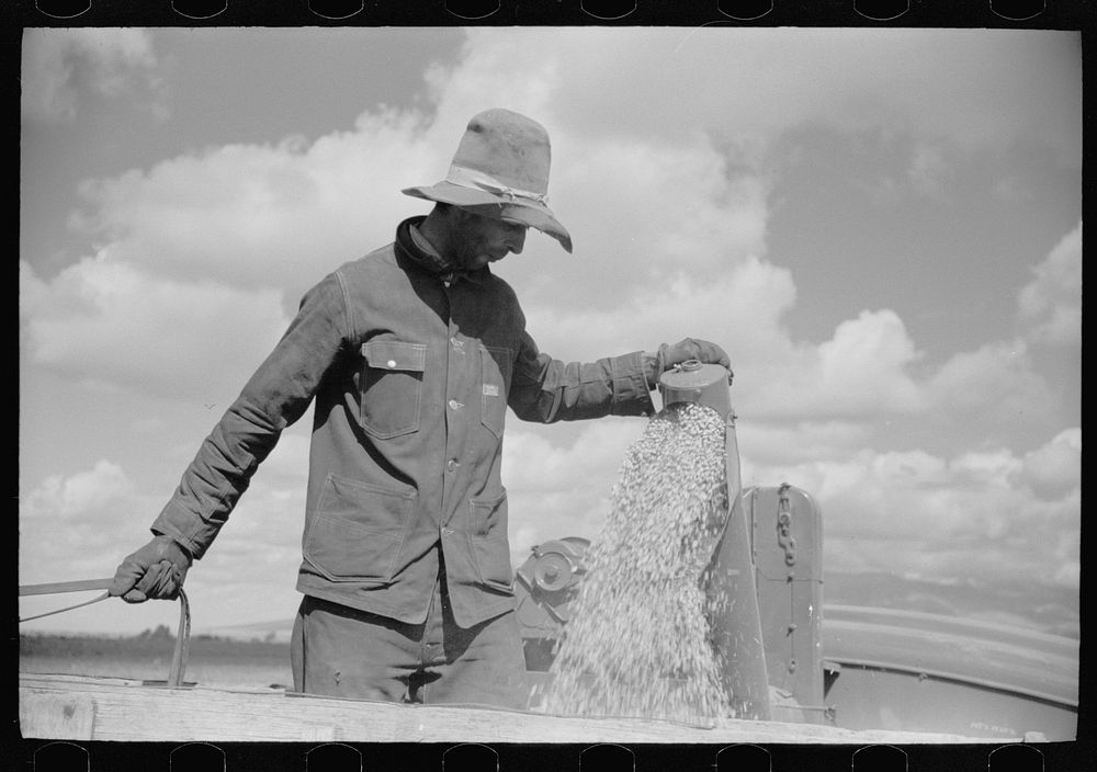 Apolinar Rael, rehabiliation client, harvesting beans, Costilla County, Colorado, near Fort Garland. Sourced from the…