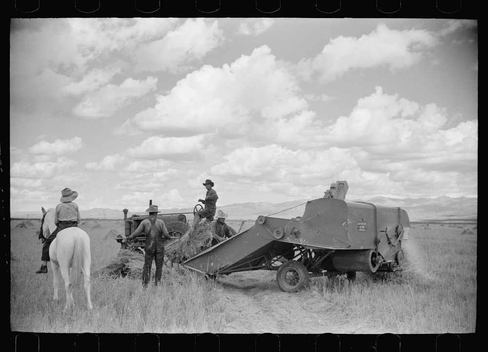 [Untitled photo, possibly related to: Philipe Aranjo, rehabilitation client, harvesting wheat in Costilla County, Colorado].…