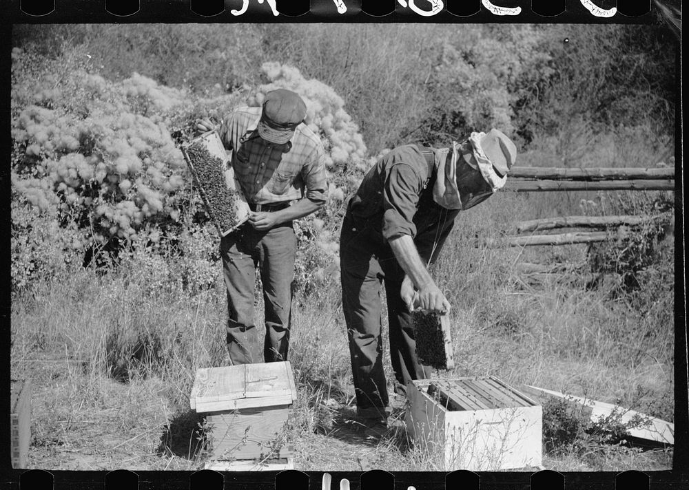 George Arnold and his son inspect some of the hives which produce a considerable amount of supplemental income on their farm…