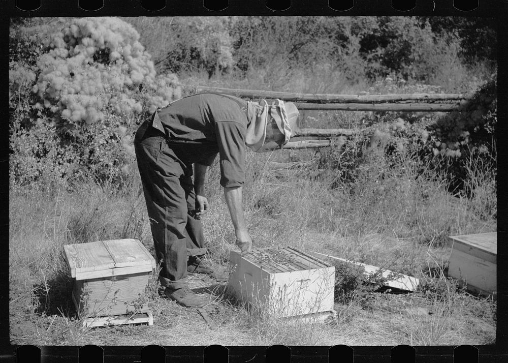 [Untitled photo, possibly related to: Philipe Aranjo, rehabilitation client, harvesting wheat in Costilla County, Colorado].…