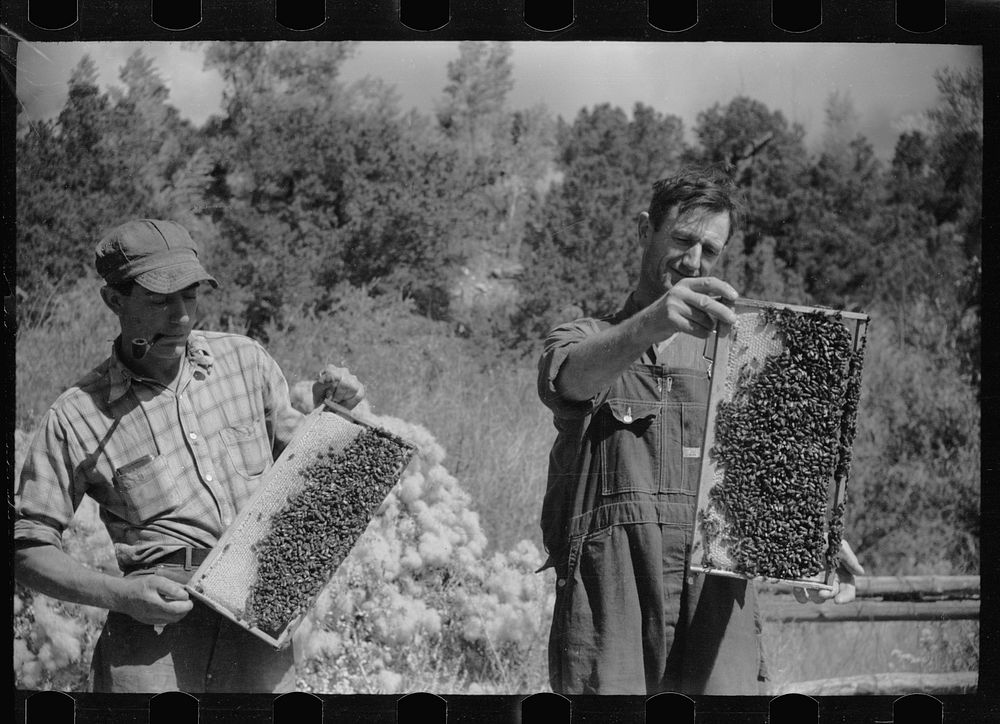[Untitled photo, possibly related to: George Arnole exhibits a super of honey raised on his farm in Chaffee County…