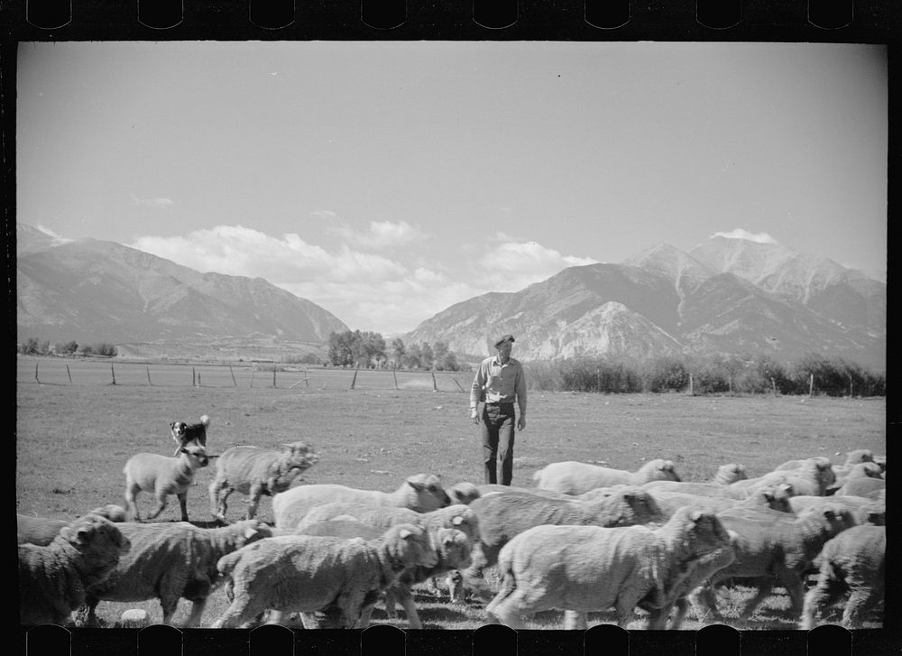 [Untitled photo, possibly related to: Elmo Temple, Chaffee County, Colorado rehabilitation client with a part of his flock…