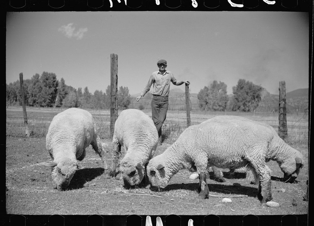 Elmo Temple, Chaffee County, Colorado rehabilitation client, with four purebred bucks. Sourced from the Library of Congress.