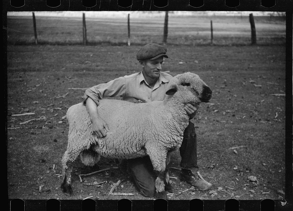 [Untitled photo, possibly related to: Elmo Temple, Chaffee County, Colorado rehabilitation client, with four purebred…