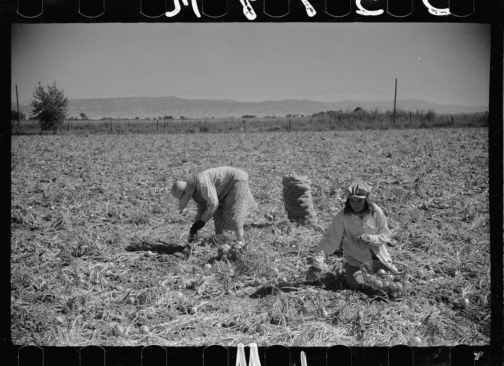 Onion pickers, Delta County, Colorado. Sourced from the Library of Congress.