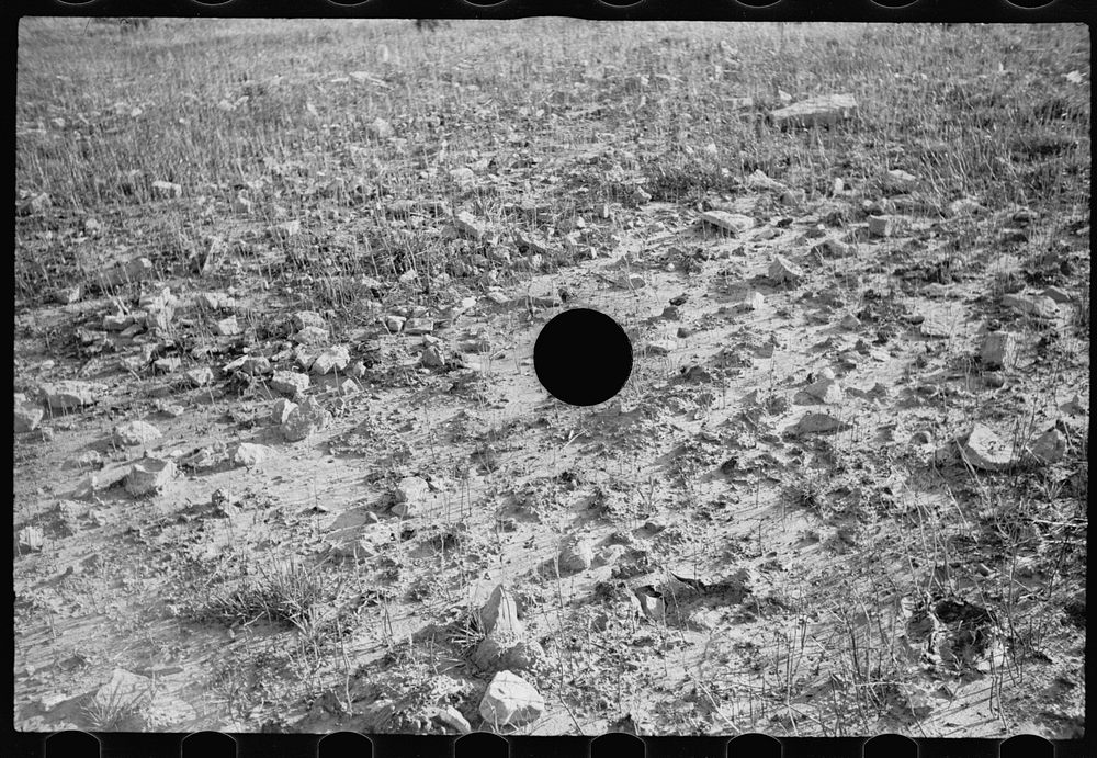 [Untitled photo, possibly related to: Poor farming possibilities on this kind of land, Garrett County, Maryland]. Sourced…