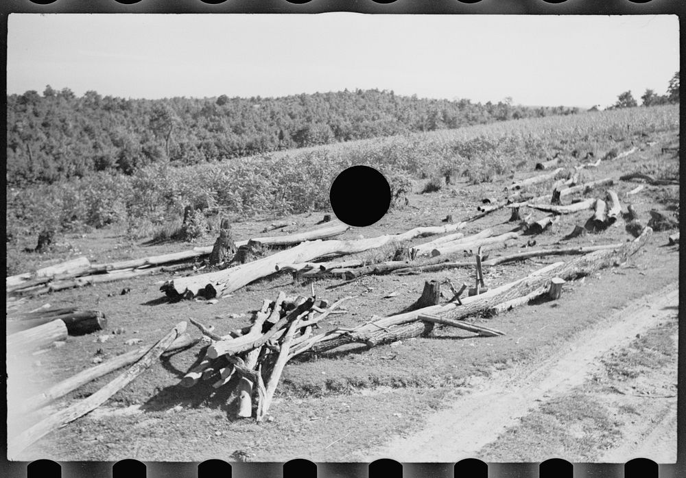 [Untitled photo, possibly related to: Shows wasteful use of soil, Garrett County, Maryland]. Sourced from the Library of…