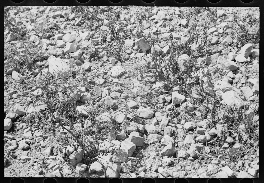 [Untitled photo, possibly related to: Buckwheat that is grown on stony soil, Garrett County, Maryland]. Sourced from the…
