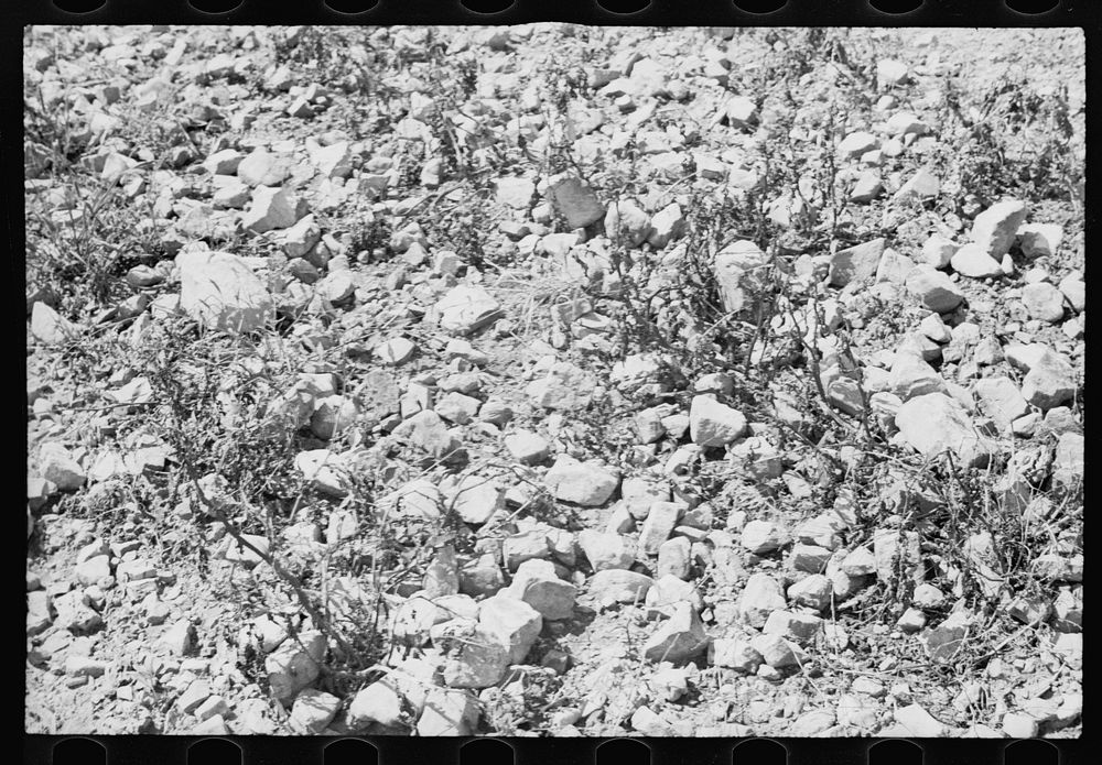 Buckwheat that is grown on stony soil, Garrett County, Maryland. Sourced from the Library of Congress.