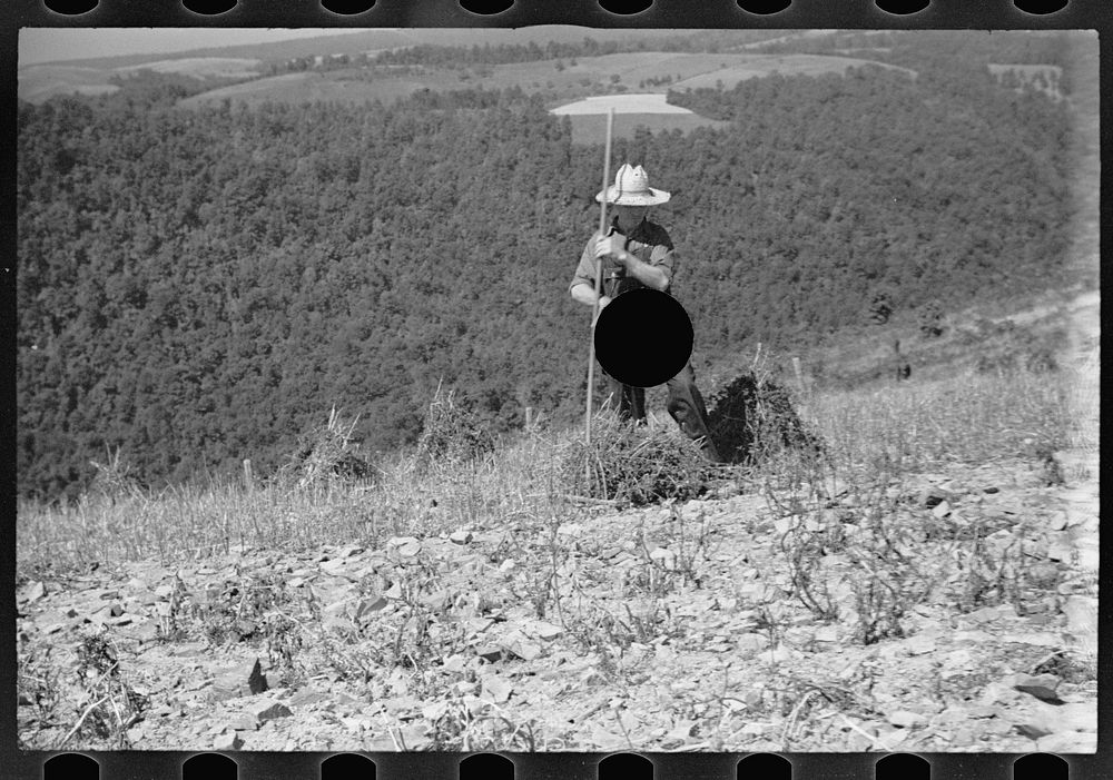 [Untitled photo, possibly related to: Buckwheat field, Garrett County, Maryland]. Sourced from the Library of Congress.