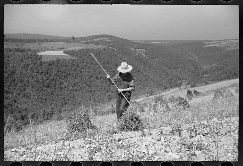 Buckwheat field, Garrett County, Maryland. Sourced from the Library of Congress.