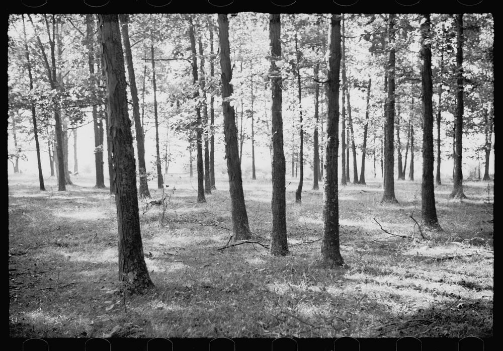 Natural reproduction of trees, Garrett County, Maryland. Sourced from the Library of Congress.